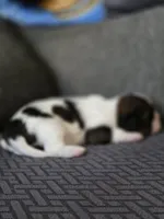 Paola, a female Cavalier King Charles Spaniel and Shih Tzu for sale in Wesley, IA – Photo 8 of 8