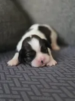 Paola, a female Cavalier King Charles Spaniel and Shih Tzu for sale in Wesley, IA – Photo 2 of 8