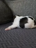 Paola, a female Cavalier King Charles Spaniel and Shih Tzu for sale in Wesley, IA – Photo 6 of 8