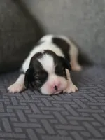 Paola, a female Cavalier King Charles Spaniel and Shih Tzu for sale in Wesley, IA – Photo 3 of 8