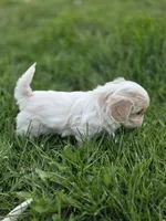 Carol, a female Cavalier King Charles Spaniel and Shih Tzu for sale in Wesley, IA – 3 of 5
