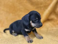 Lil Bit, a female Chiweenie for sale in Wesley, IA – Photo 2 of 5