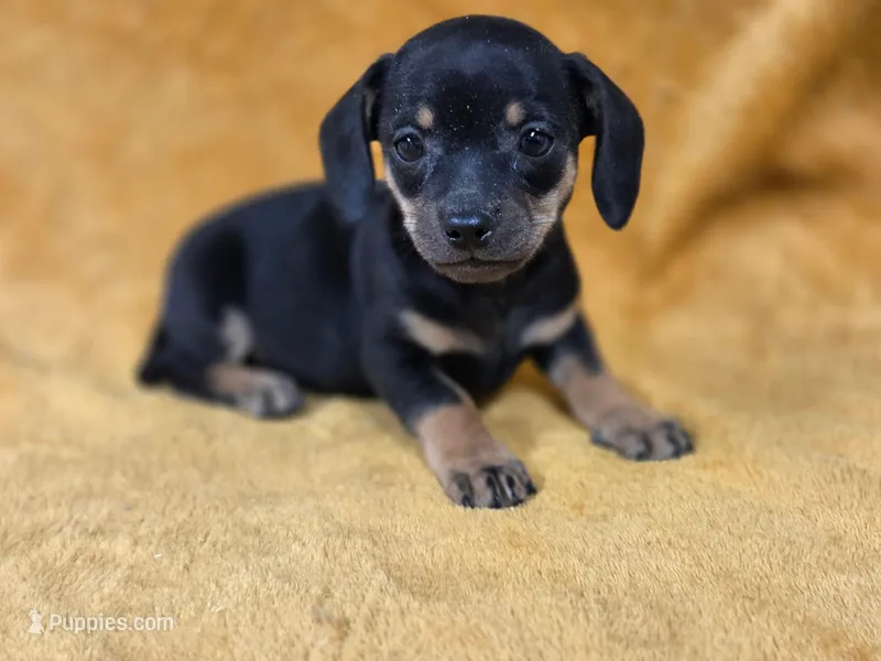 Lil Bit – Chiweenie puppy for sale in Wesley, IA