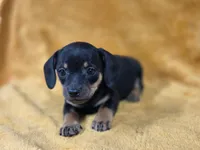 Lil Bit, a female Chiweenie for sale in Wesley, IA – Photo 3 of 5