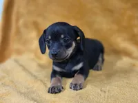 Lil Bit, a female Chiweenie for sale in Wesley, IA – Photo 5 of 5