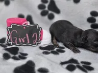 Girl2, a female Chihuahua for sale in Wesley, IA – Photo 5 of 10