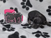 Girl2, a female Chihuahua for sale in Wesley, IA – Photo 6 of 10