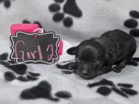 Girl2, a female Chihuahua for sale in Wesley, IA – Photo 4 of 10