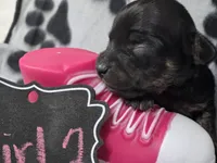 Girl2, a female Chihuahua for sale in Wesley, IA – Photo 1 of 10