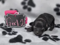 Girl2, a female Chihuahua for sale in Wesley, IA – Photo 3 of 10