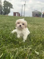 Carol , a female Cavalier King Charles Spaniel and Shih Tzu for sale in Wesley, IA – 6 of 6
