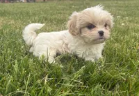 Carol , a female Cavalier King Charles Spaniel and Shih Tzu for sale in Wesley, IA – 5 of 6