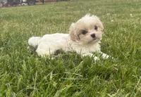 Carol , a female Cavalier King Charles Spaniel and Shih Tzu for sale in Wesley, IA – 3 of 6