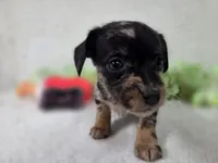 Girl3, a female Chiweenie for sale in Wesley, IA – Photo 4 of 10