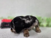 Girl3, a female Chiweenie for sale in Wesley, IA – Photo 7 of 10