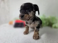 Girl3, a female Chiweenie for sale in Wesley, IA – Photo 2 of 10