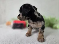 Girl3, a female Chiweenie for sale in Wesley, IA – Photo 5 of 10