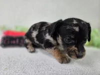 Girl3, a female Chiweenie for sale in Wesley, IA – Photo 8 of 10