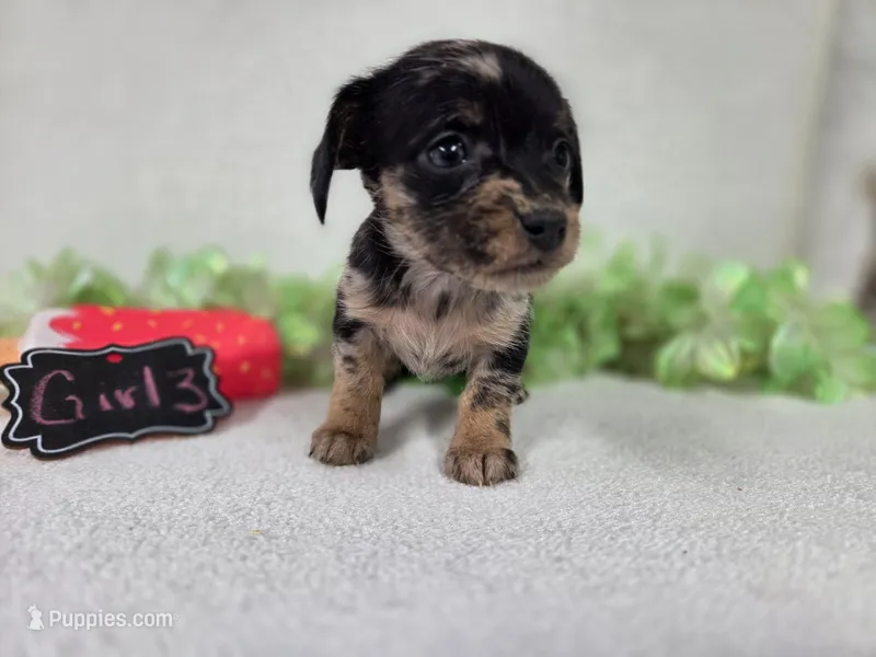 Girl3, a female Chiweenie for sale in Wesley, IA – Photo 1 of 10