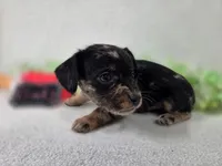 Girl3, a female Chiweenie for sale in Wesley, IA – Photo 10 of 10