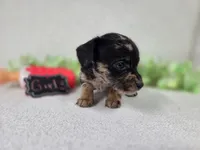 Girl3, a female Chiweenie for sale in Wesley, IA – Photo 3 of 10