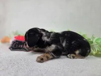 Girl3, a female Chiweenie for sale in Wesley, IA – Photo 9 of 10