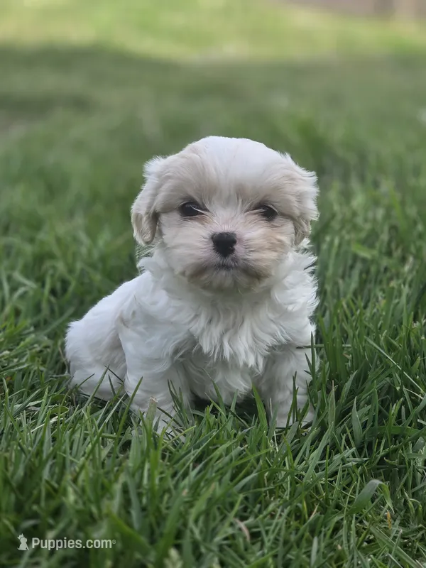 Demi – Cavalier King Charles Spaniel, Shih Tzu puppy for sale in Wesley, IA
