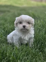 Carol, a female Cavalier King Charles Spaniel and Shih Tzu for sale in Wesley, IA – 1 of 5