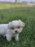 Carol, a female Cavalier King Charles Spaniel and Shih Tzu for sale in Wesley, IA – 2 of 5