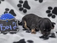 Boy2, a male Chihuahua for sale in Wesley, IA – Photo 6 of 10