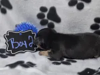 Boy2, a male Chihuahua for sale in Wesley, IA – Photo 7 of 10