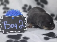 Boy2, a male Chihuahua for sale in Wesley, IA – Photo 2 of 10