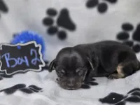 Boy2, a male Chihuahua for sale in Wesley, IA – Photo 5 of 10