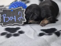 Boy2, a male Chihuahua for sale in Wesley, IA – Photo 8 of 10