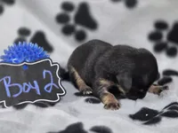 Boy2, a male Chihuahua for sale in Wesley, IA – Photo 4 of 10