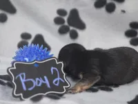 Boy2, a male Chihuahua for sale in Wesley, IA – Photo 3 of 10