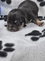 Boy2, a male Chihuahua for sale in Wesley, IA – Photo 1 of 10