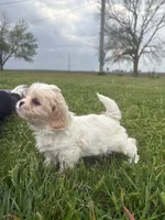 Carol , a female Cavalier King Charles Spaniel and Shih Tzu for sale in Wesley, IA – 2 of 6