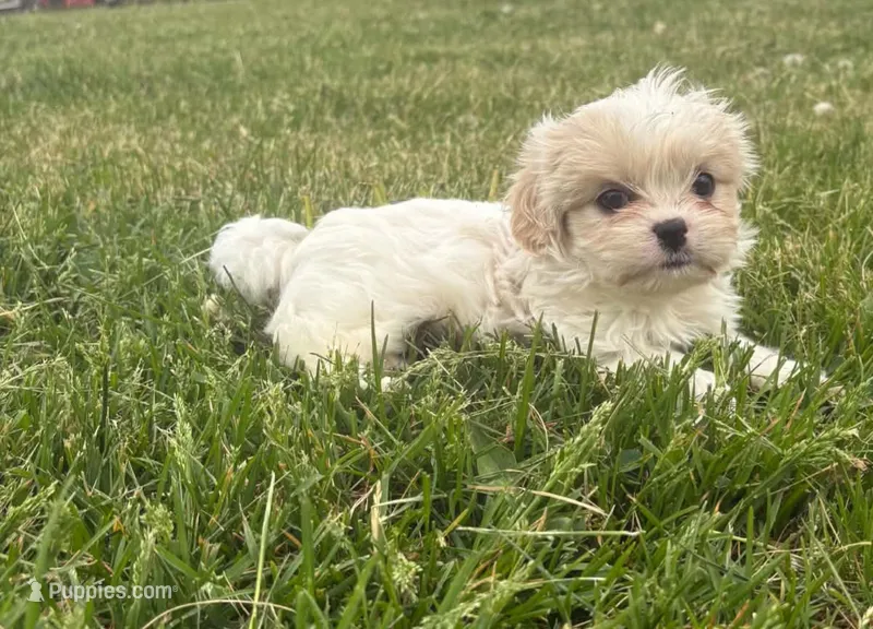 Carol  – Cavalier King Charles Spaniel, Shih Tzu puppy for sale in Wesley, IA