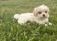 Carol , a female Cavalier King Charles Spaniel and Shih Tzu for sale in Wesley, IA – 1 of 6