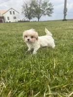 Carol , a female Cavalier King Charles Spaniel and Shih Tzu for sale in Wesley, IA – 4 of 6