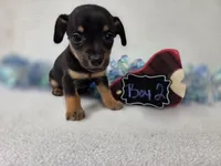 Boy2, a male Chiweenie for sale in Wesley, IA – Photo 8 of 8