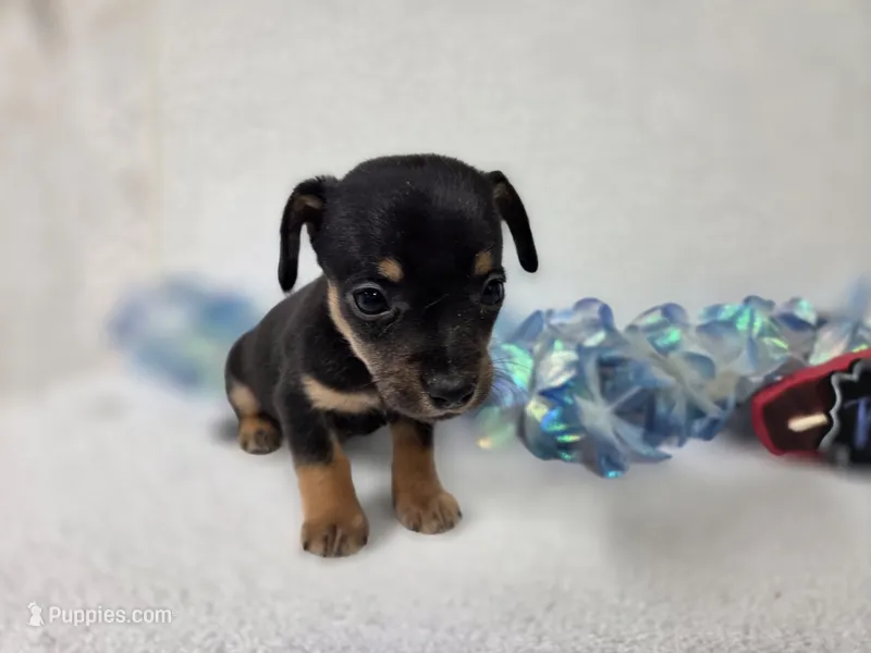 Boy2 – Chiweenie puppy for sale in Wesley, IA