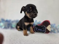 Boy2, a male Chiweenie for sale in Wesley, IA – Photo 5 of 8
