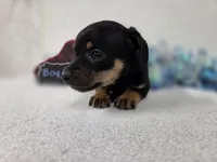 Boy2, a male Chiweenie for sale in Wesley, IA – Photo 7 of 8