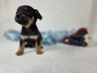 Boy2, a male Chiweenie for sale in Wesley, IA – Photo 2 of 8