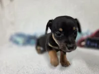 Boy2, a male Chiweenie for sale in Wesley, IA – Photo 3 of 8