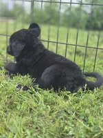 Willis, a male Great Pyrenees and Rottweiler for sale in Wesley, IA – Photo 1 of 4