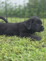 Willis, a male Great Pyrenees and Rottweiler for sale in Wesley, IA – Photo 3 of 4