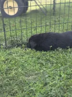 Willis, a male Great Pyrenees and Rottweiler for sale in Wesley, IA – Photo 4 of 4
